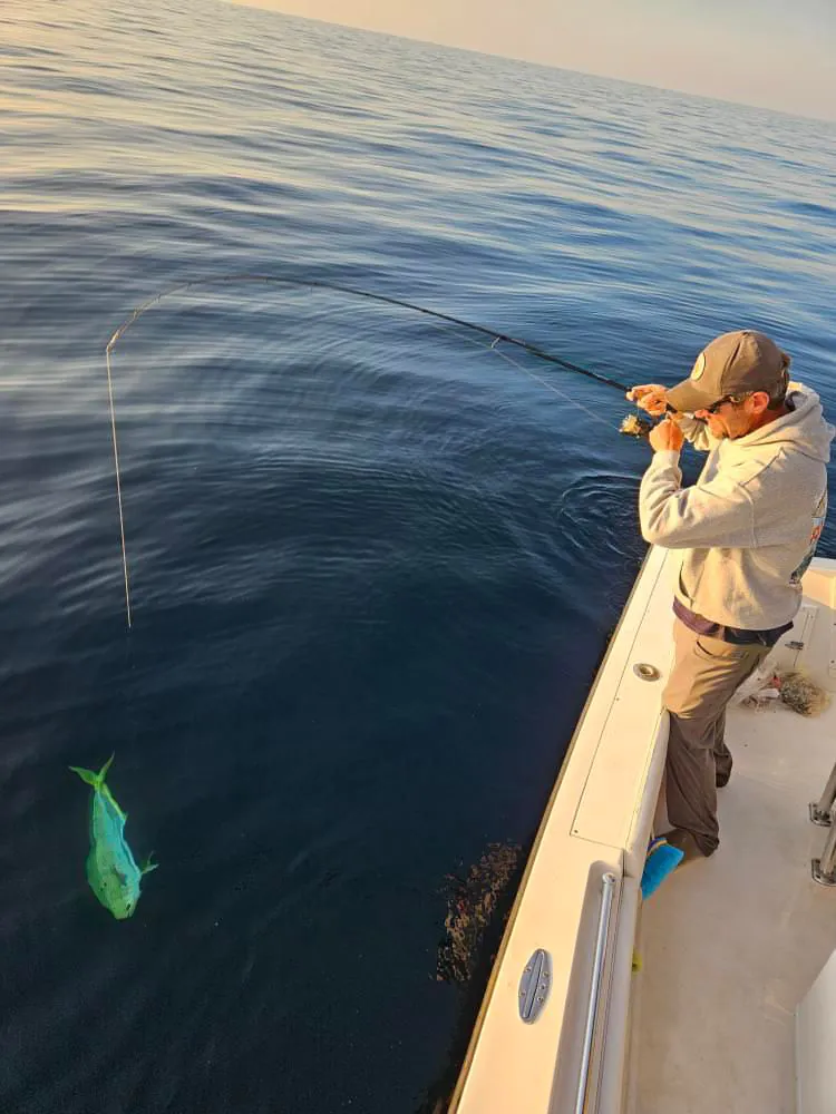 Un pêcheur apporte un mahi mahi au bord du bateau.