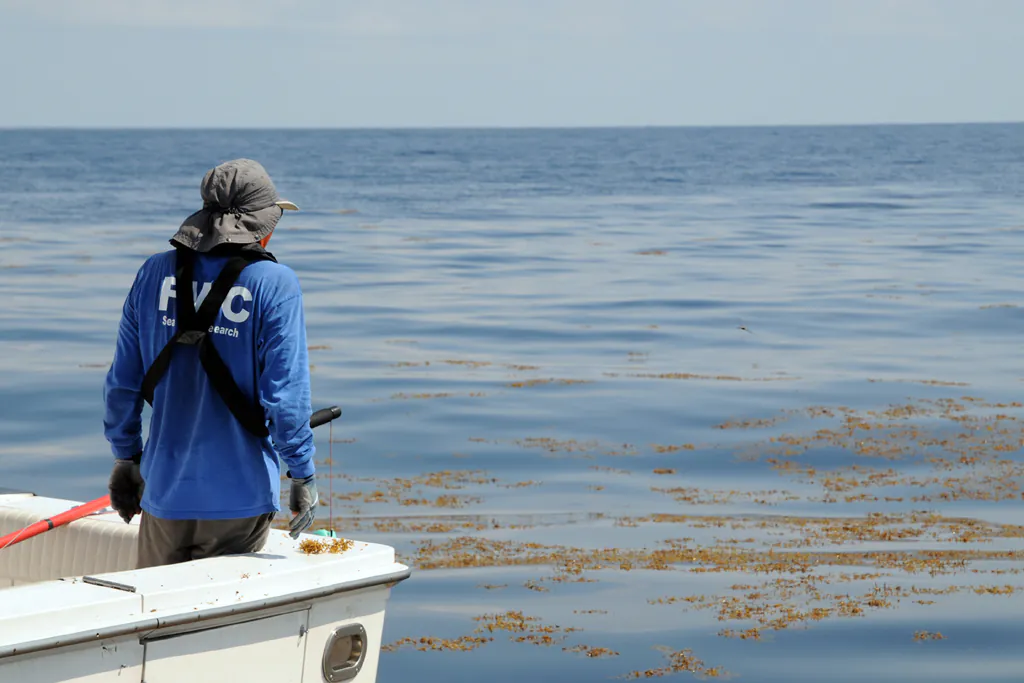 Comment attraper le mahi mahi dans une rizière de sargasses