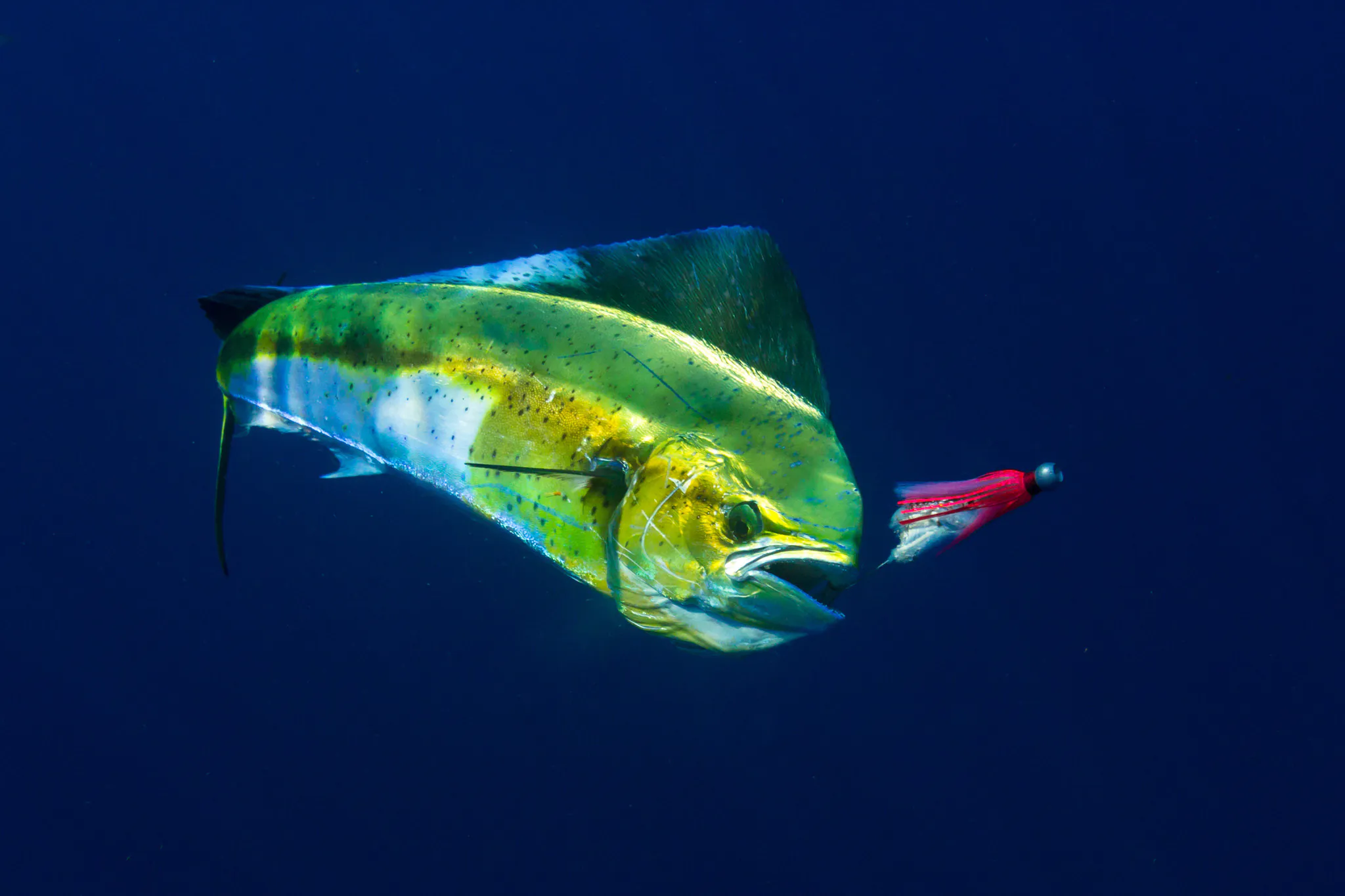 Un mahi mahi accroché à un leurre à la traîne.