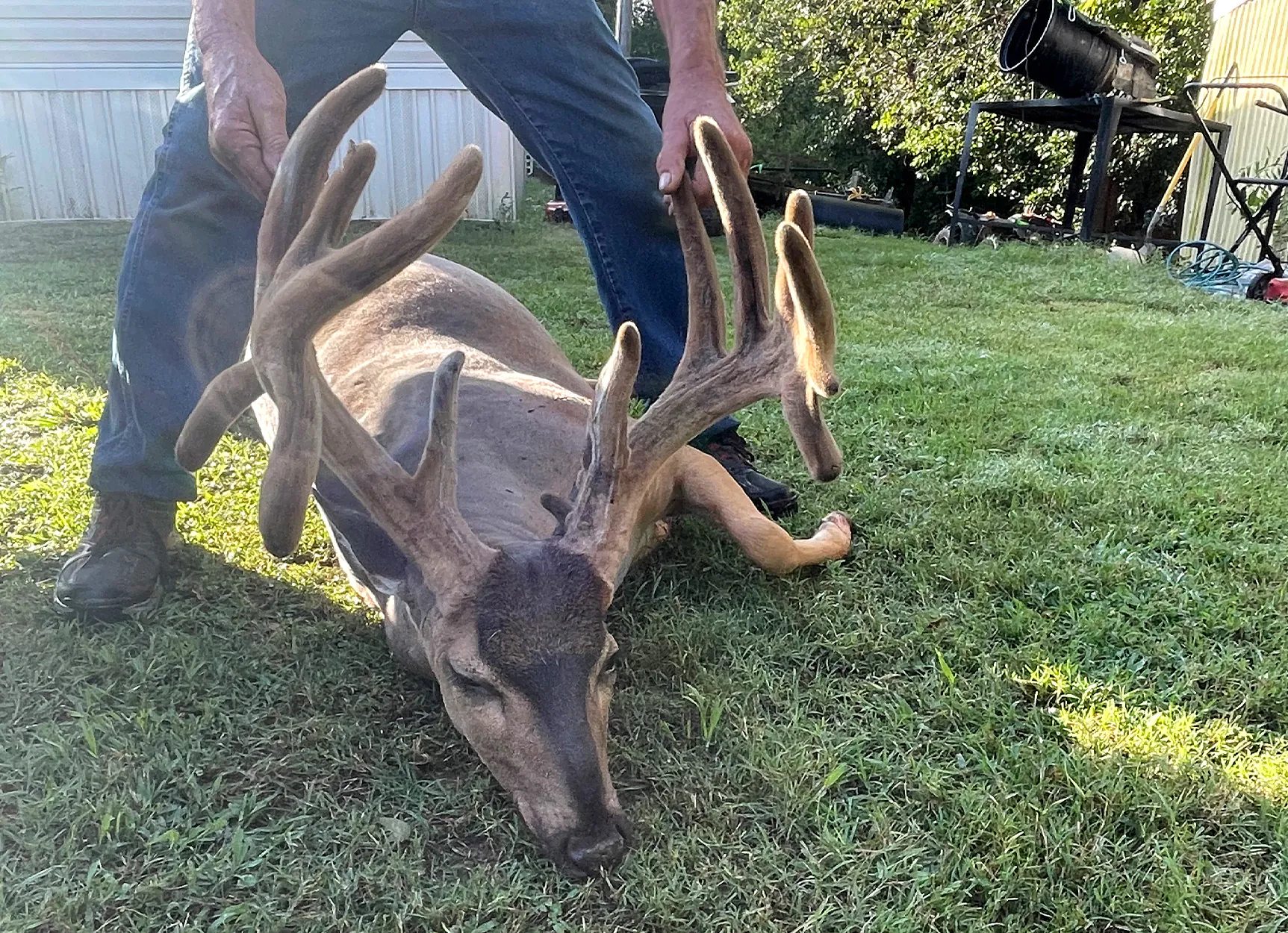 Un chasseur récupère un cerf dans une cour arrière.