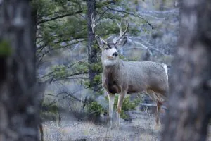 Un cerf mulet aveugle testé positif à la peste dans l'Idaho