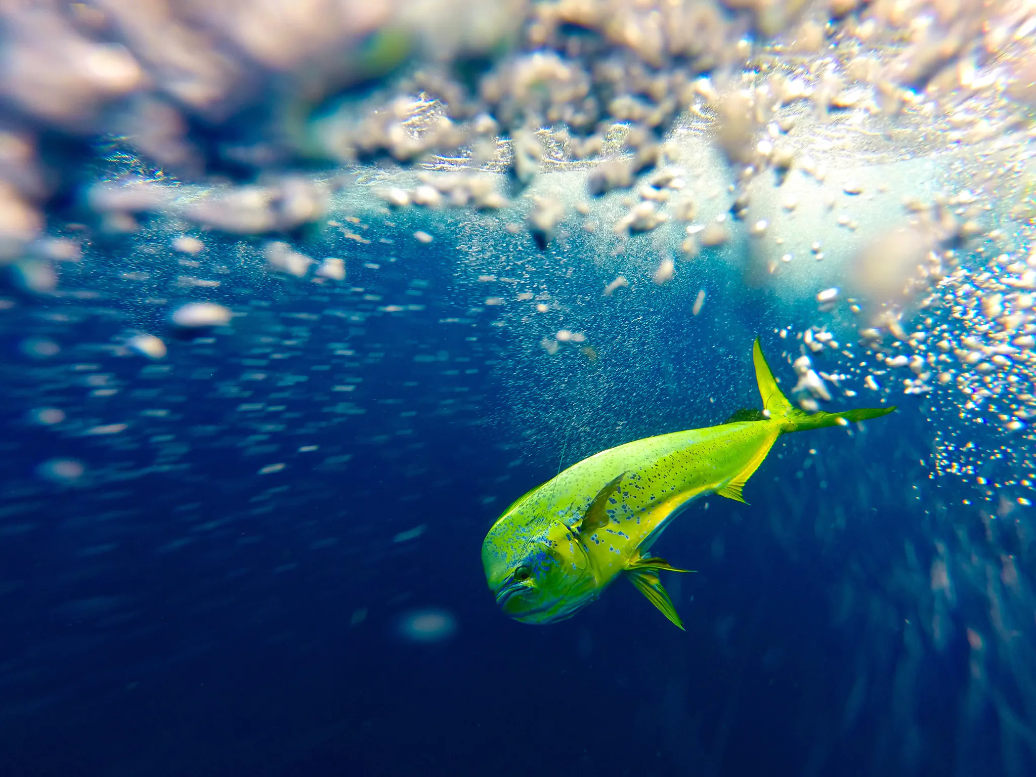 Comment attraper du mahi mahi sur la côte