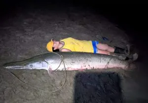 Le requin alligator relâché au Texas pourrait être le plus gros jamais capturé par une femme