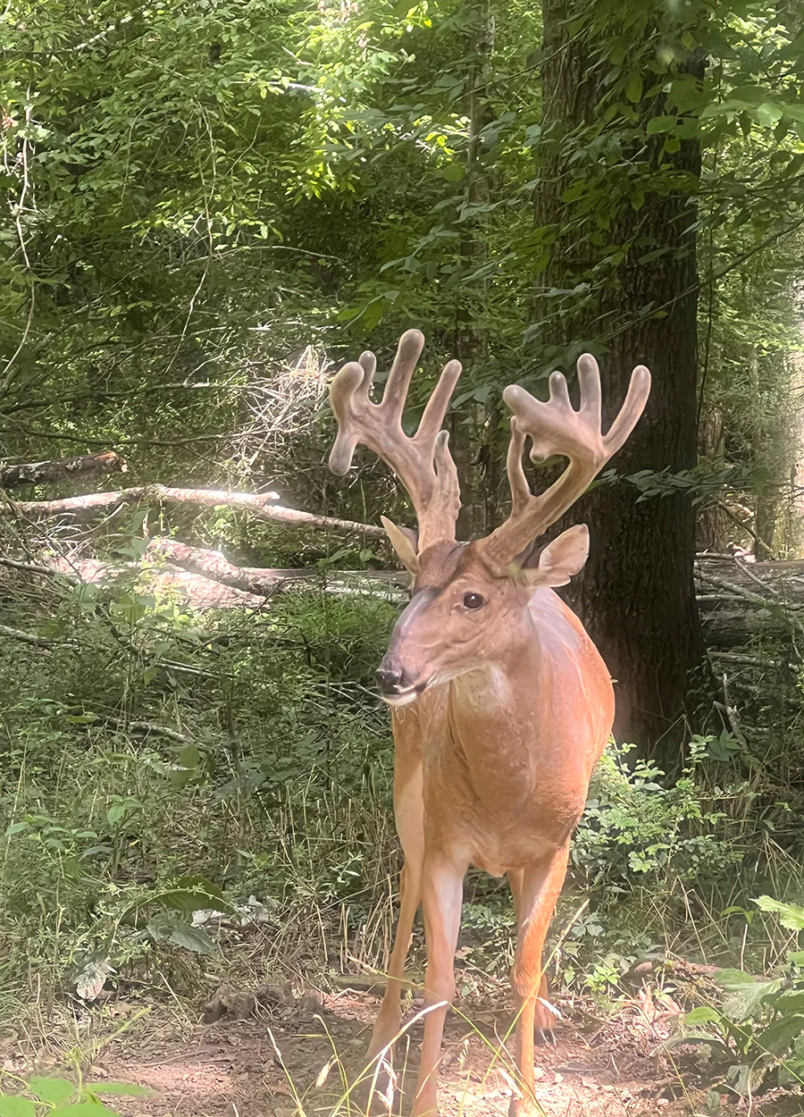 Un cerf de velours se tient dans une cour du Mississippi.