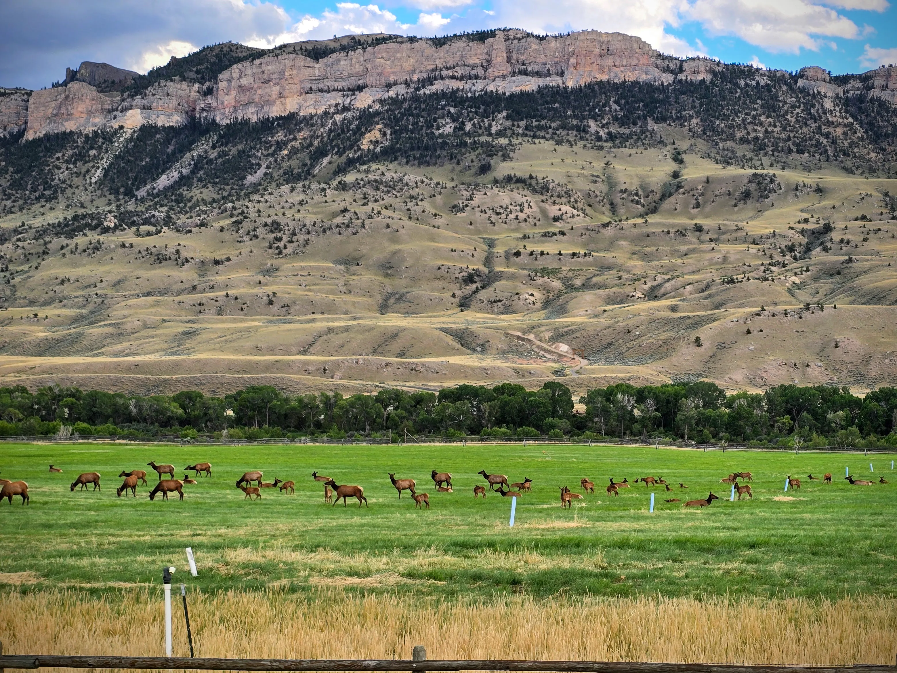 Un grand troupeau d'élans paissent dans le champ d'un agriculteur dans le Wyoming.