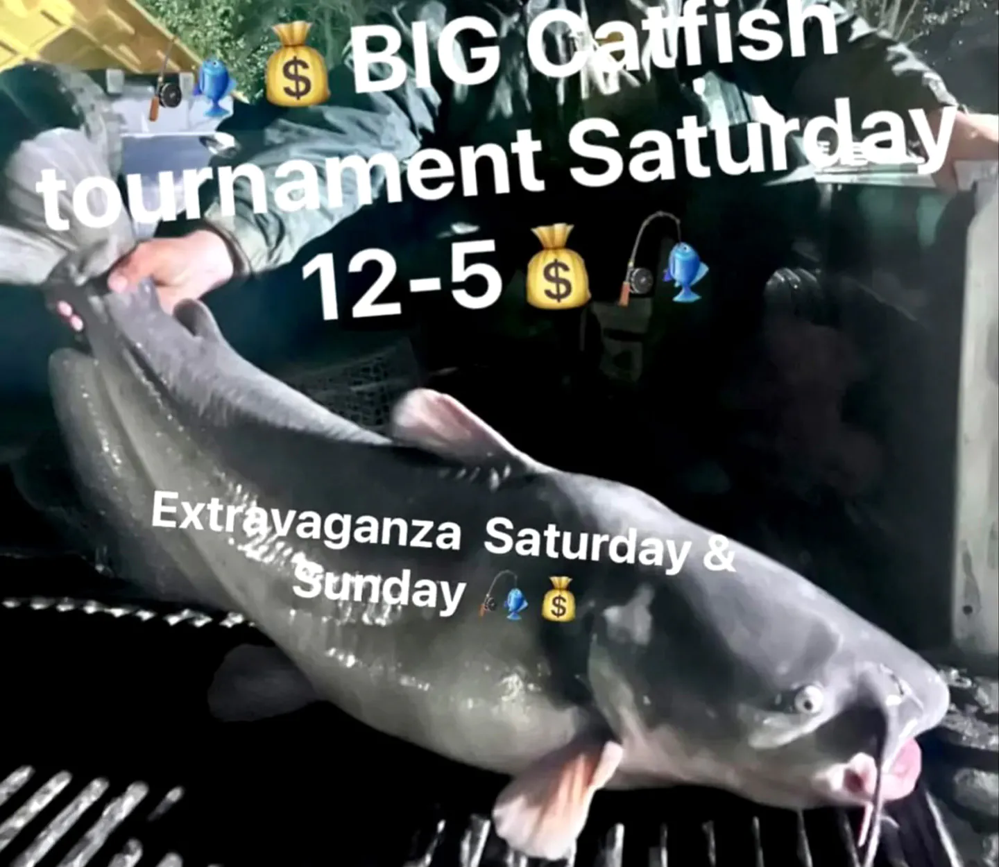 Une publication sur les réseaux sociaux pour un tournoi de catfish.