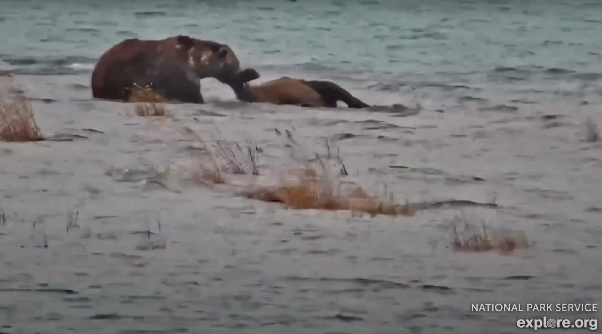 Un ours brun tire un ours brun mort hors de l'eau.