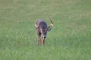 10 conseils de chasse au cerf étranges et peu orthodoxes qui fonctionnent réellement