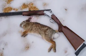 Comment écorcher un lapin