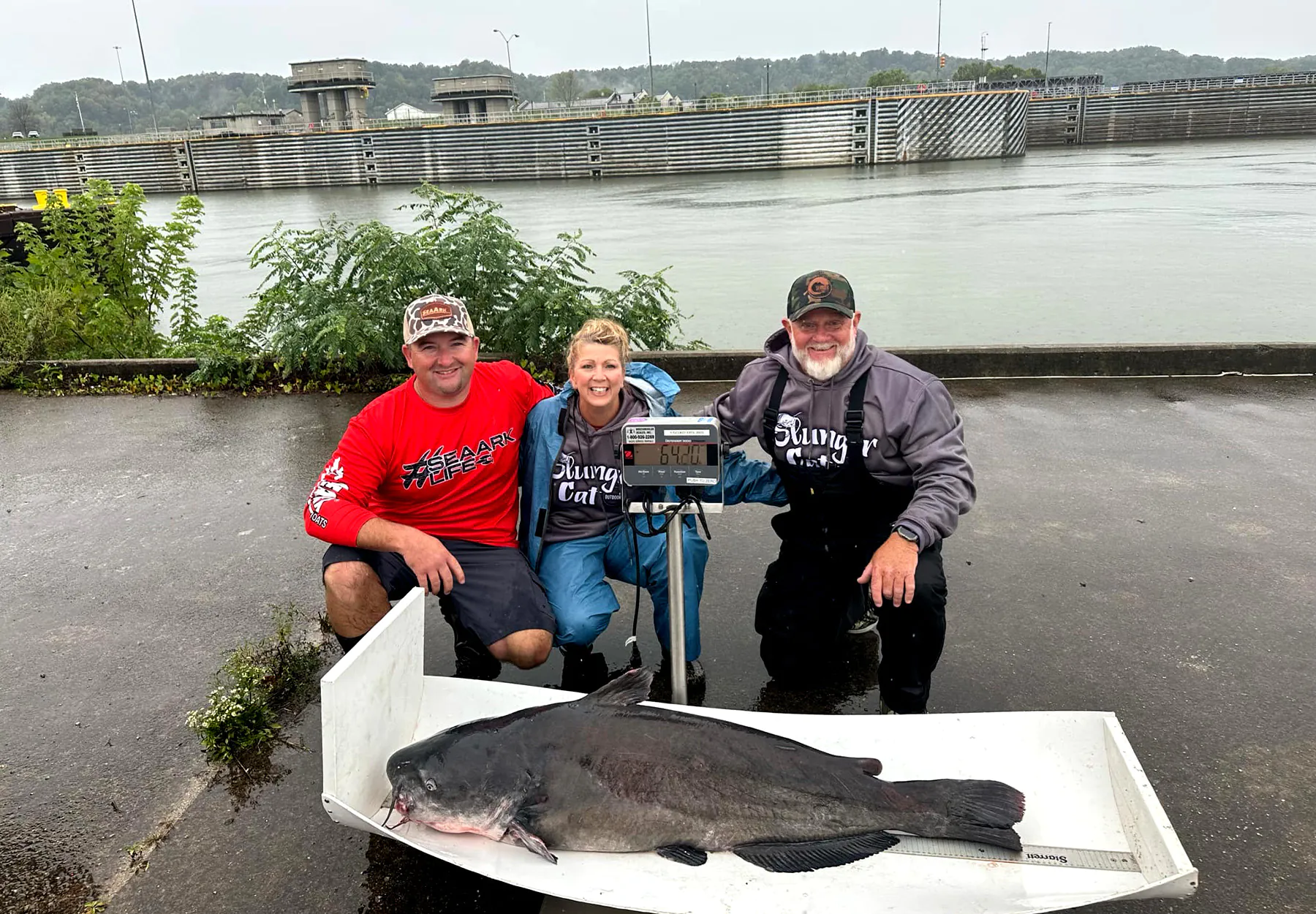 Trois pêcheurs posent avec un gros poisson-chat bleu sur une balance.