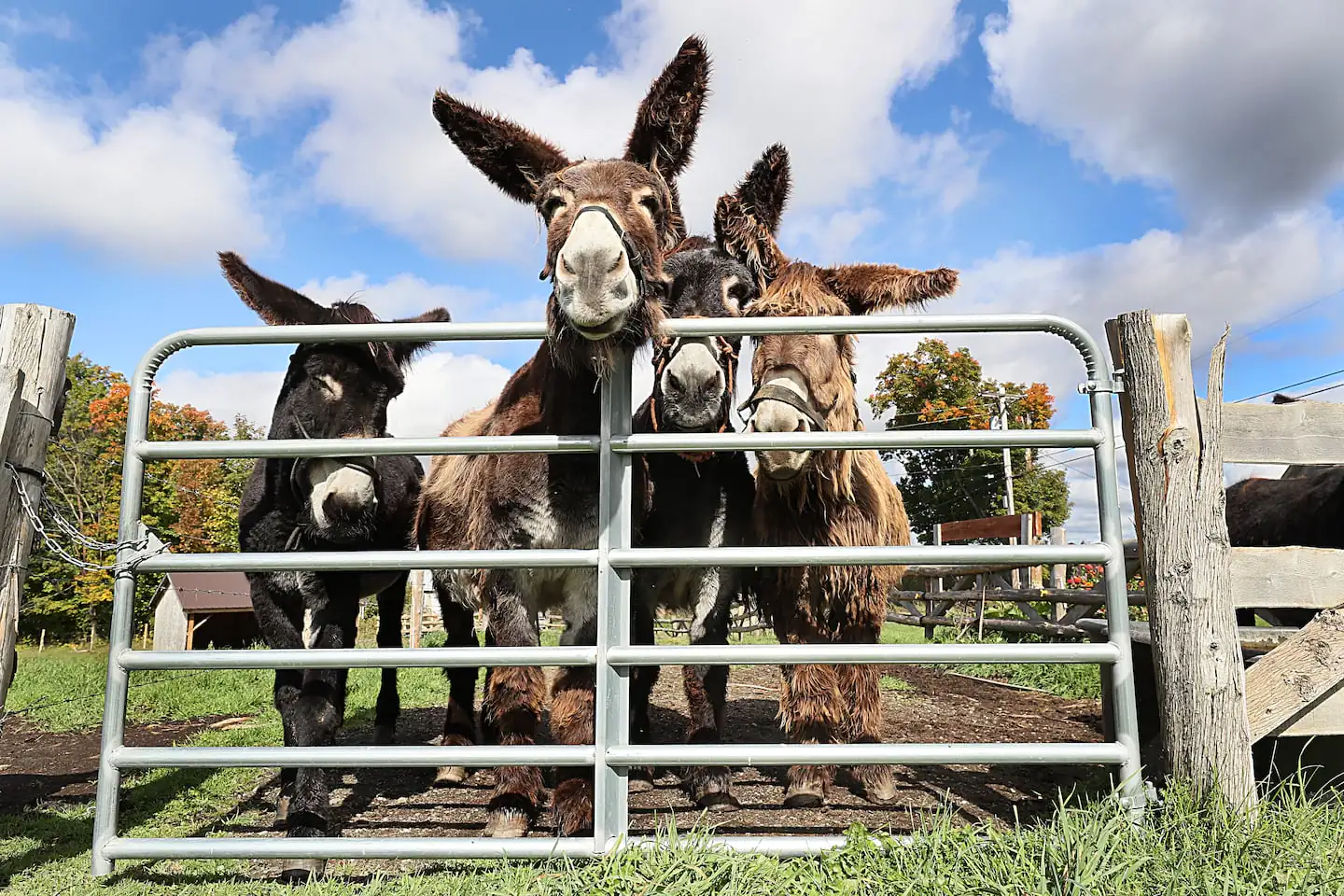 De rares ânes Baudet du Poitou au Arnold's Rescue Center, une maison de dernier recours pour les ânes abandonnés, à Brownington, Vermont.