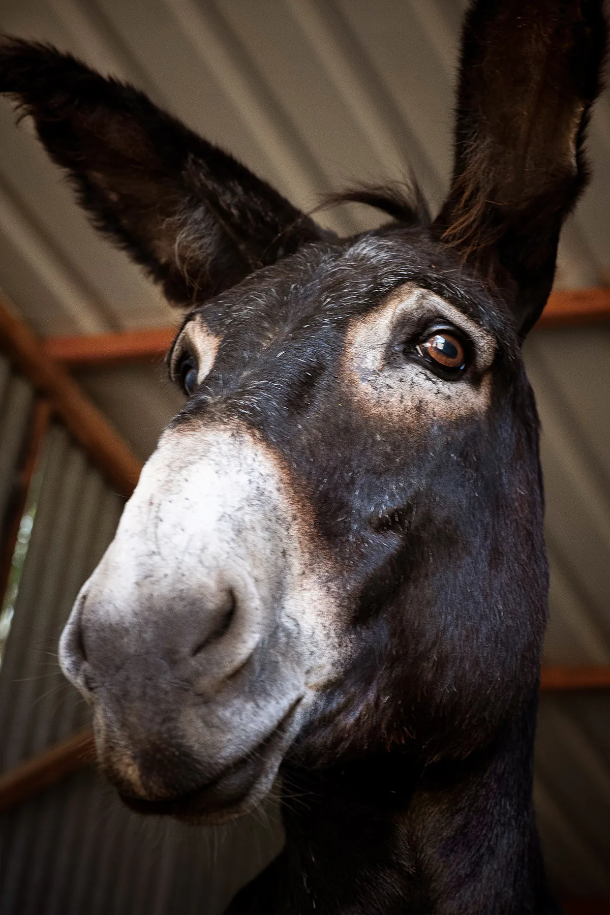 Jack, Don Quichotte
