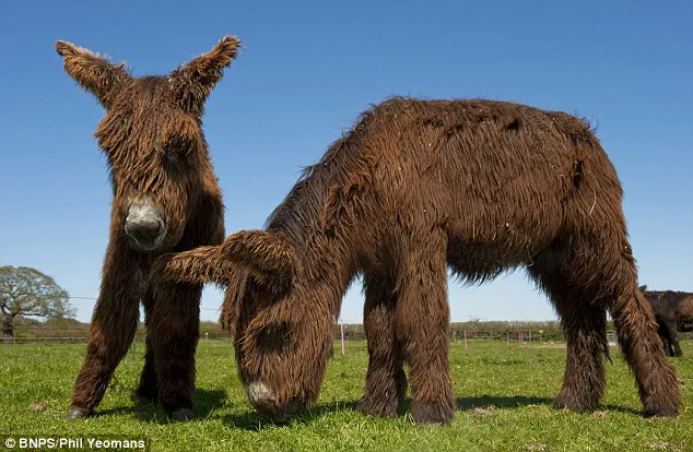 Adorable : les poulains Poitou Charlie et Cadeau à la ferme du Hampshire, où le fermier a aménagé un foyer pour les ânes sauvés qui étaient à destination de l'abbatoir en France