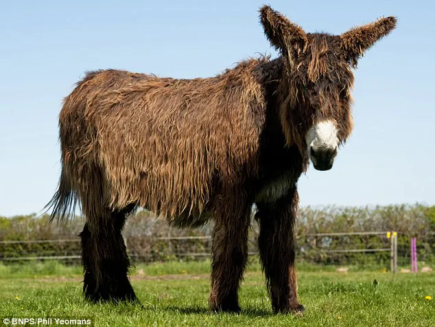 En danger critique d’extinction : il existe désormais moins de 1 000 ânes du Poitou comme Izzy