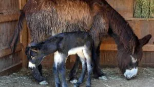 Grosse affaire pour le bébé Poitou de Davis Farmland