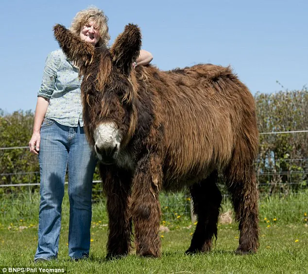 Énorme : la fermière Annie Pollock, vue avec l'âne géant Izzy, possède le plus grand troupeau d'ânes Baudet de Poitou au Royaume-Uni.