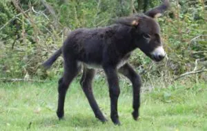 Un âne rare est la nouvelle star de l'adoption des Redwings