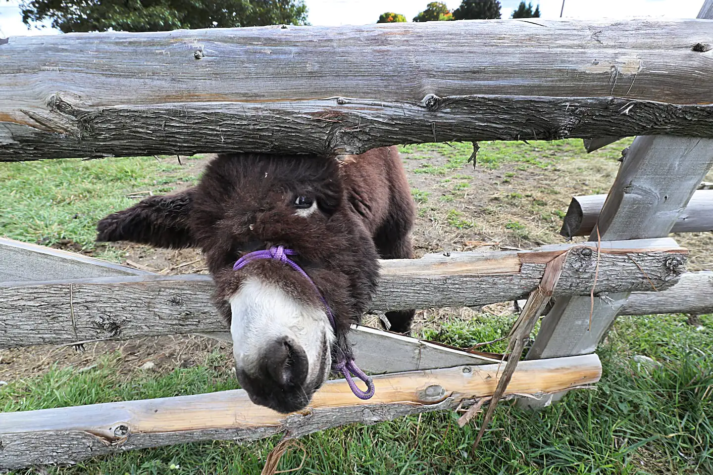 Hamilton, âgé de 10 semaines ici, traînait au Arnold's Rescue Center, un refuge de 90 acres pour ânes et chevaux déplacés qui est la maison de Hamilton.