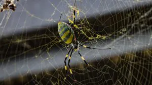 Des araignées tJoro découvertes dans le parc national des Great Smoky Mountains