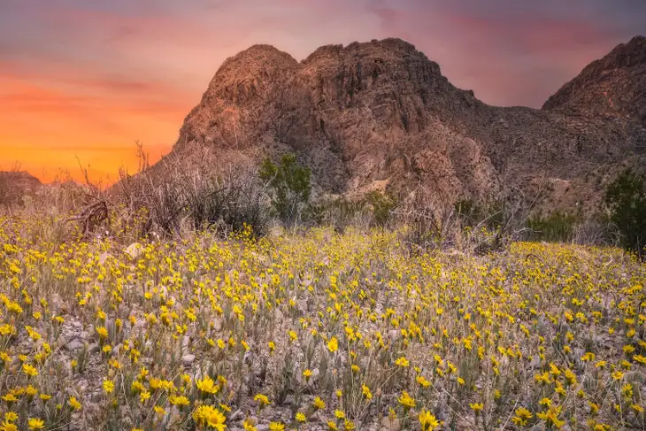 Fleurs sauvages dans le parc d'État de Big Bend Ranch