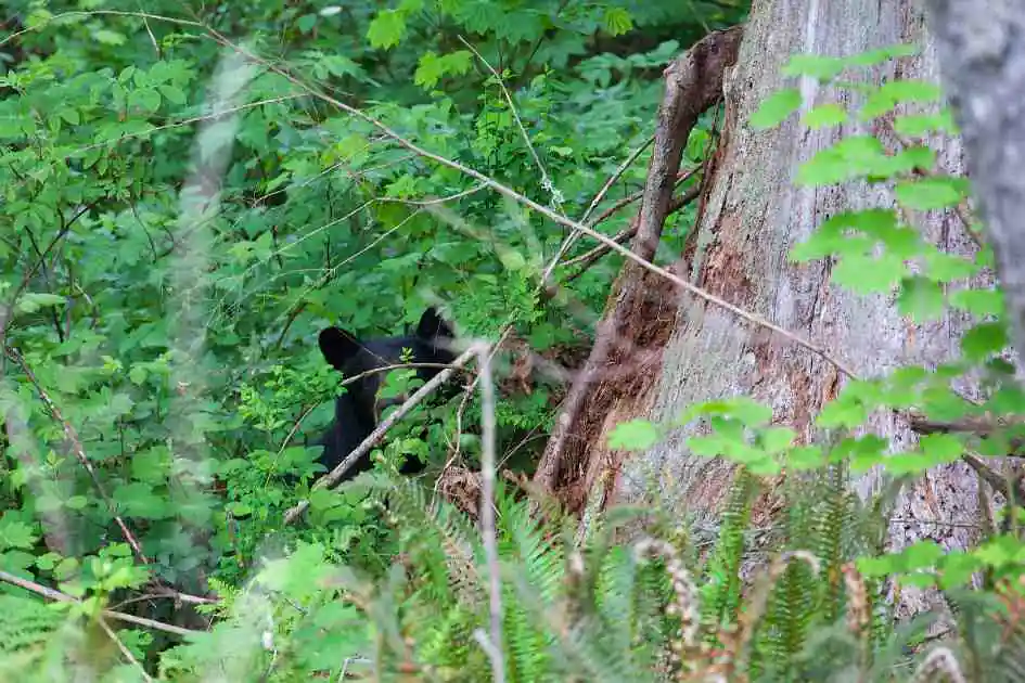 Un ours noir caché dans une végétation forestière dense, soulignant l'importance des mesures de sécurité contre les ours, comme les cloches.