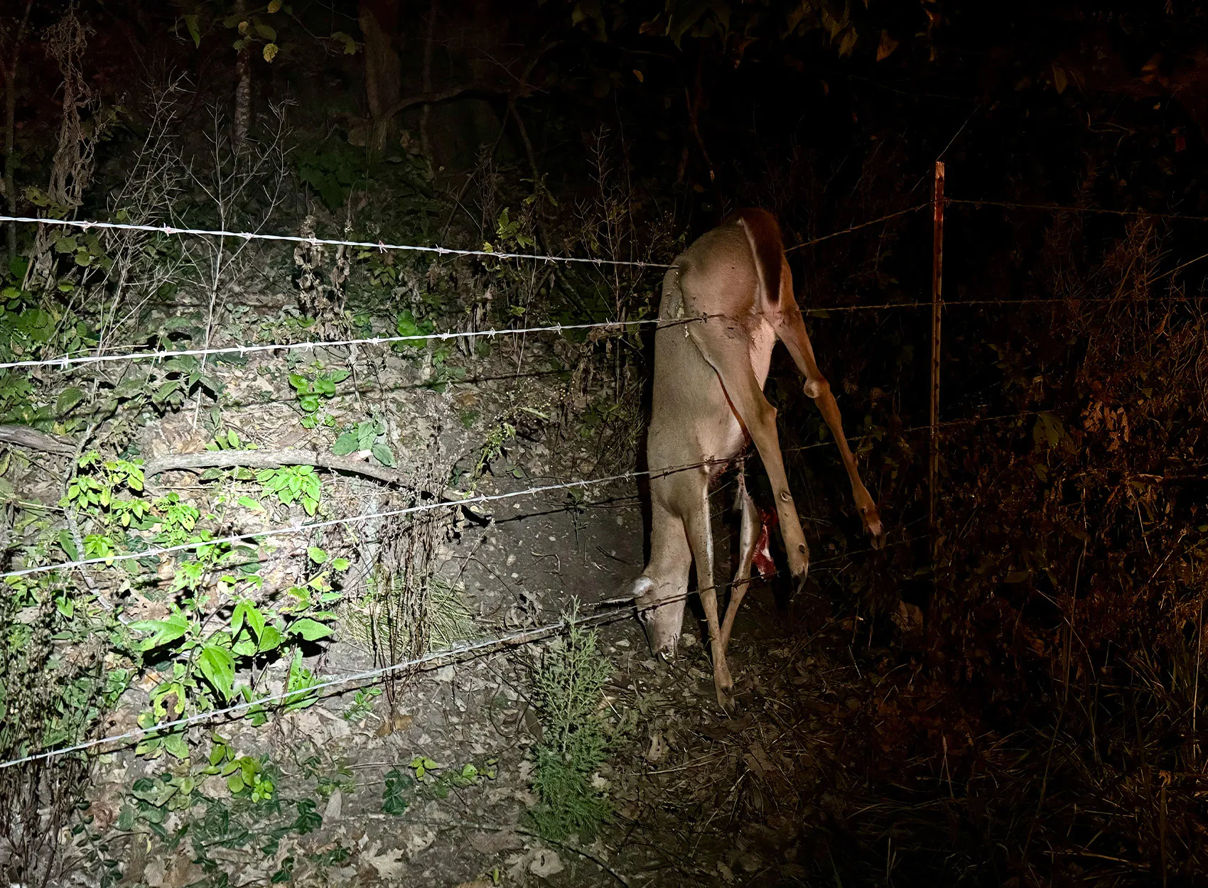Un cerf mort pris dans une clôture en fil de fer barbelé.