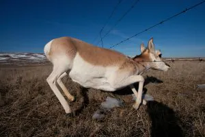 Les Coloradans ont juste arraché un tas de clôtures en fil de fer barbelé pour aider le jeu sauvage