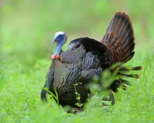 Les 7 plus grandes erreurs de chasse à la dinde qui vous empêcheront de frapper votre étiquette