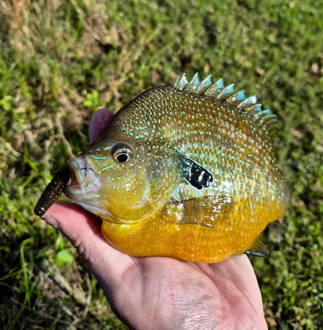 Un gros plan d'un poisson-coulat massif.
