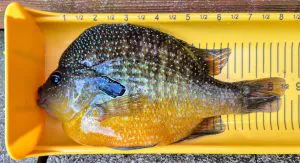Lure Maker attrape 2 Sunfish-Record à l'État les jours consécutifs