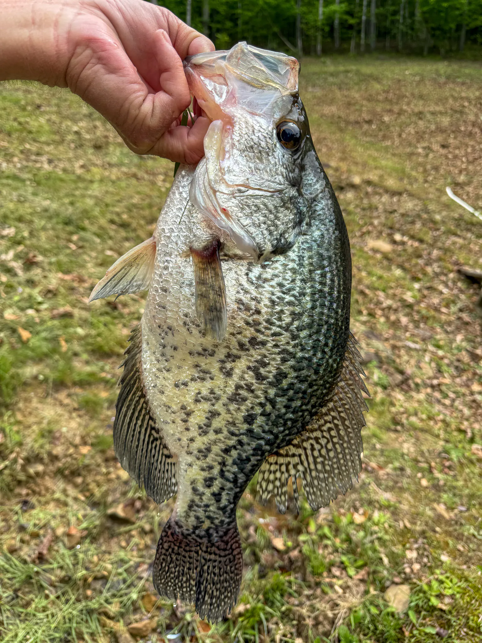 Record de crappie noir de Jerry Porter.