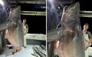 Ce requin taureau géant aurait effacé le record de l'Alabama