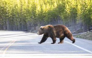 Les législateurs condamnent le plan pour ne pas mettre les grizzlies
