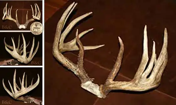 Johnny King Buck