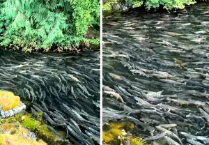 La vidéo virale de Epic Salmon Run est un aperçu de l'ancien temps