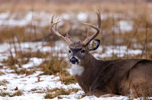 Les agriculteurs de cerfs du Minnesota disent que les lois sur la CWD violent leurs «droits fondamentaux»