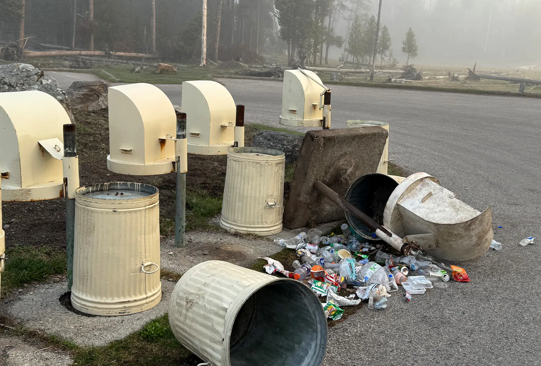 Des poubelles déracinées par un grizzli.