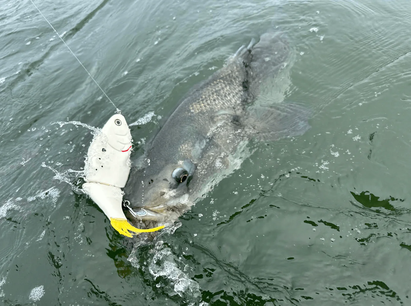 pêche au bar rayé