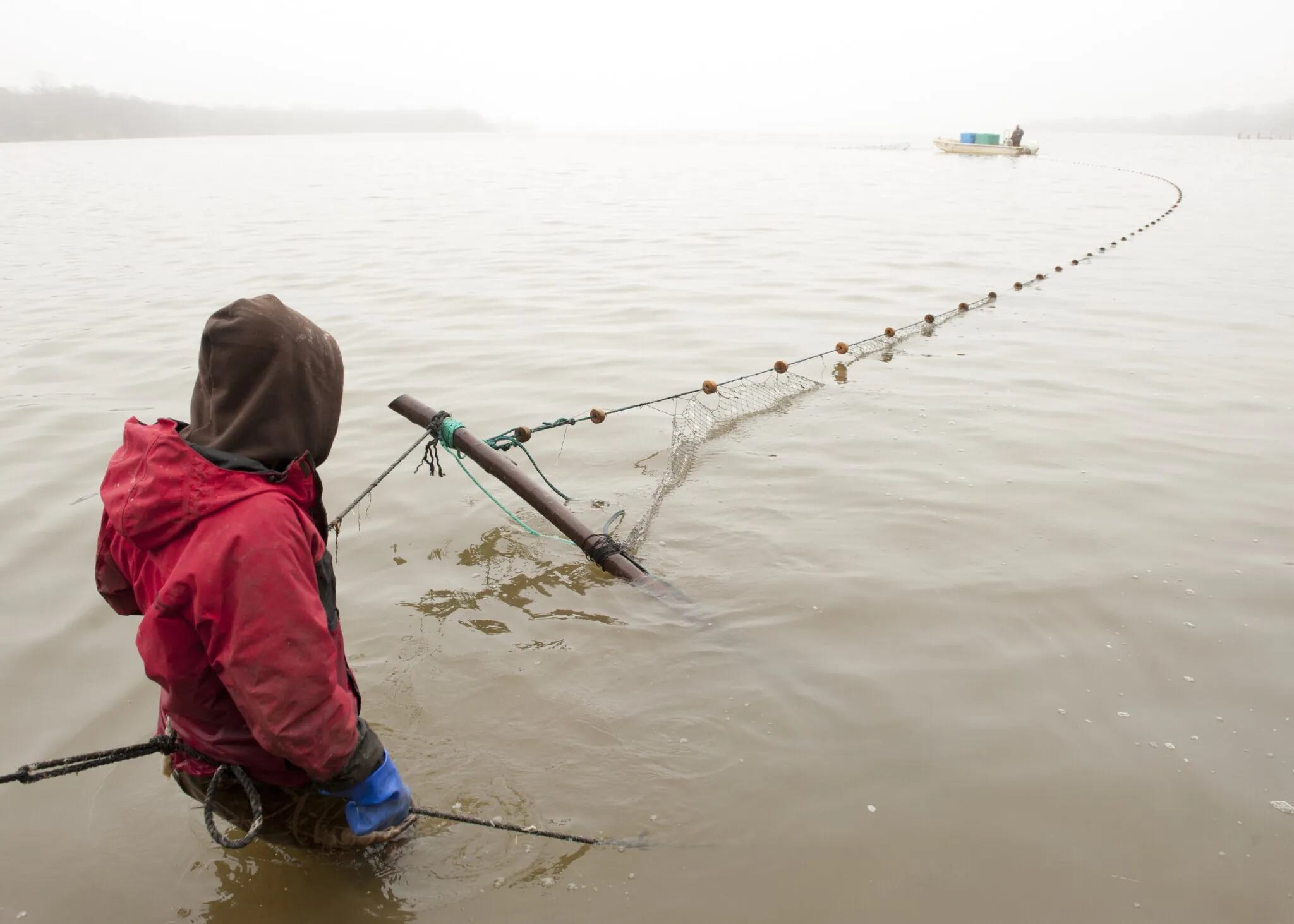 Un Waterman vérifie un trotline pour le poisson-chat bleu dans le Maryland.