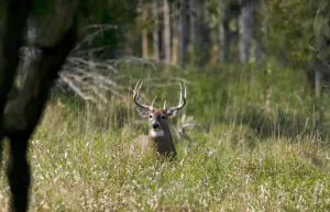L'Alabama est vendu aux enchères des baux de chasse à 5 ans sur des terres publiques