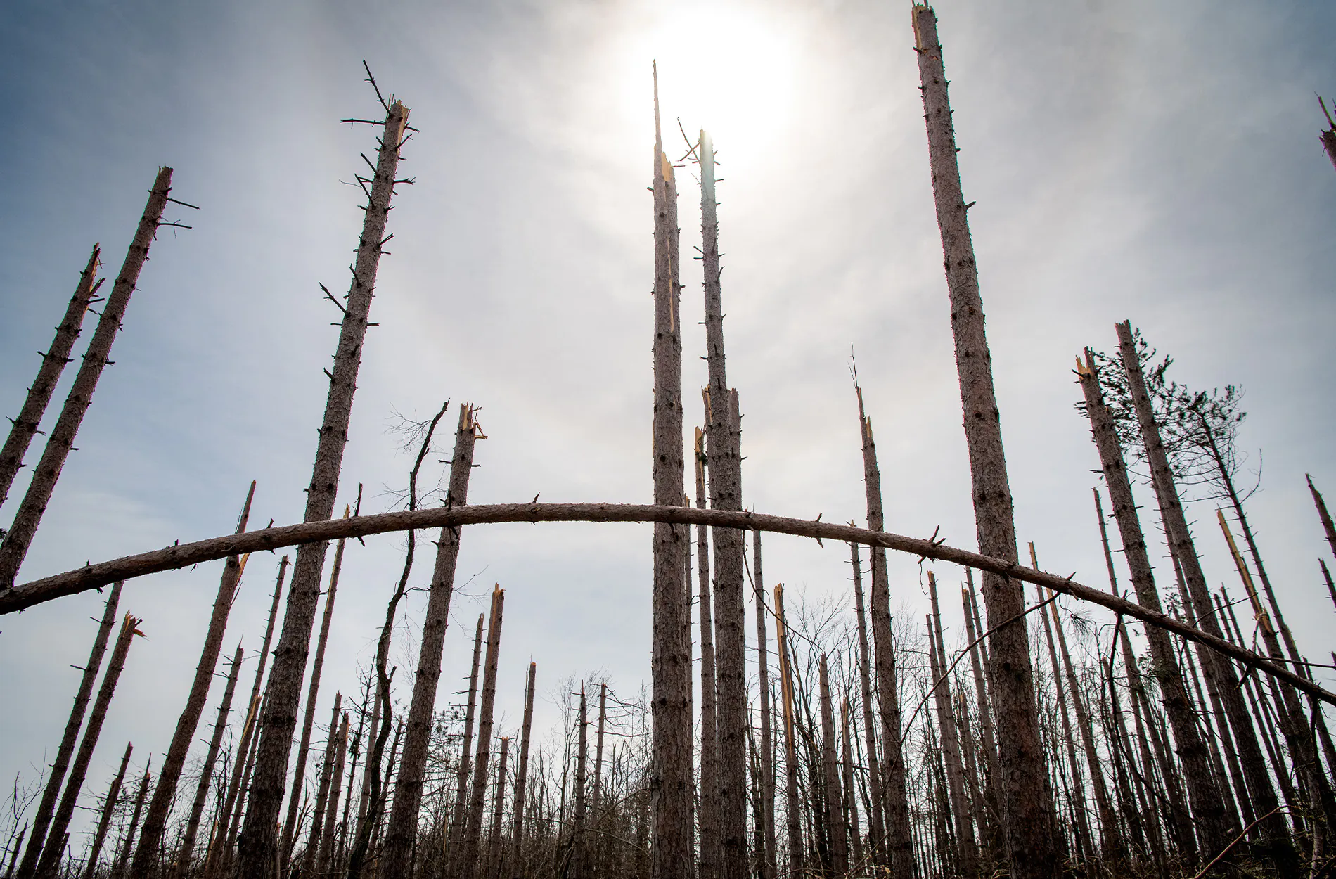 Des arbres cassés dans une forêt du Michigan.