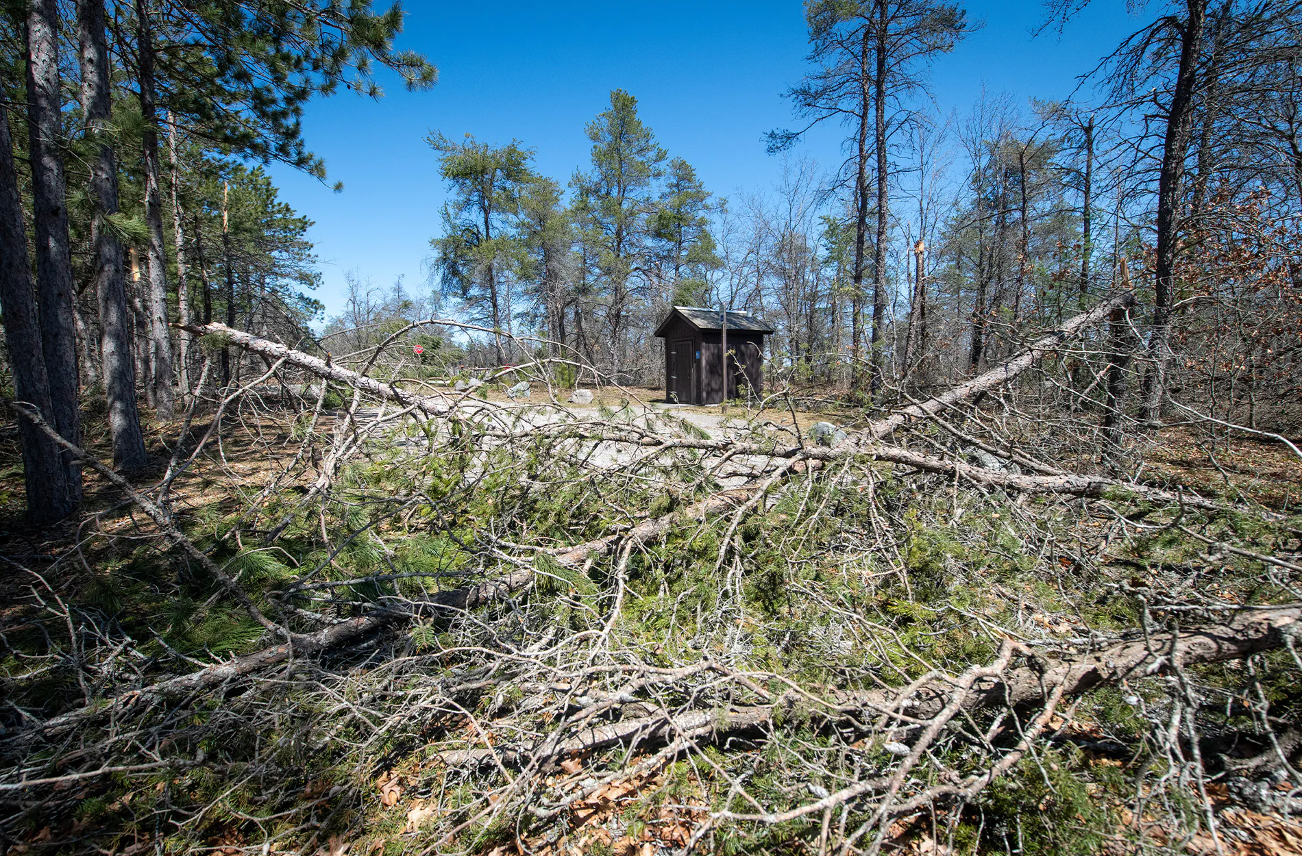 Une route forestière d'État bloquée par Deadfall dans le Michigan.