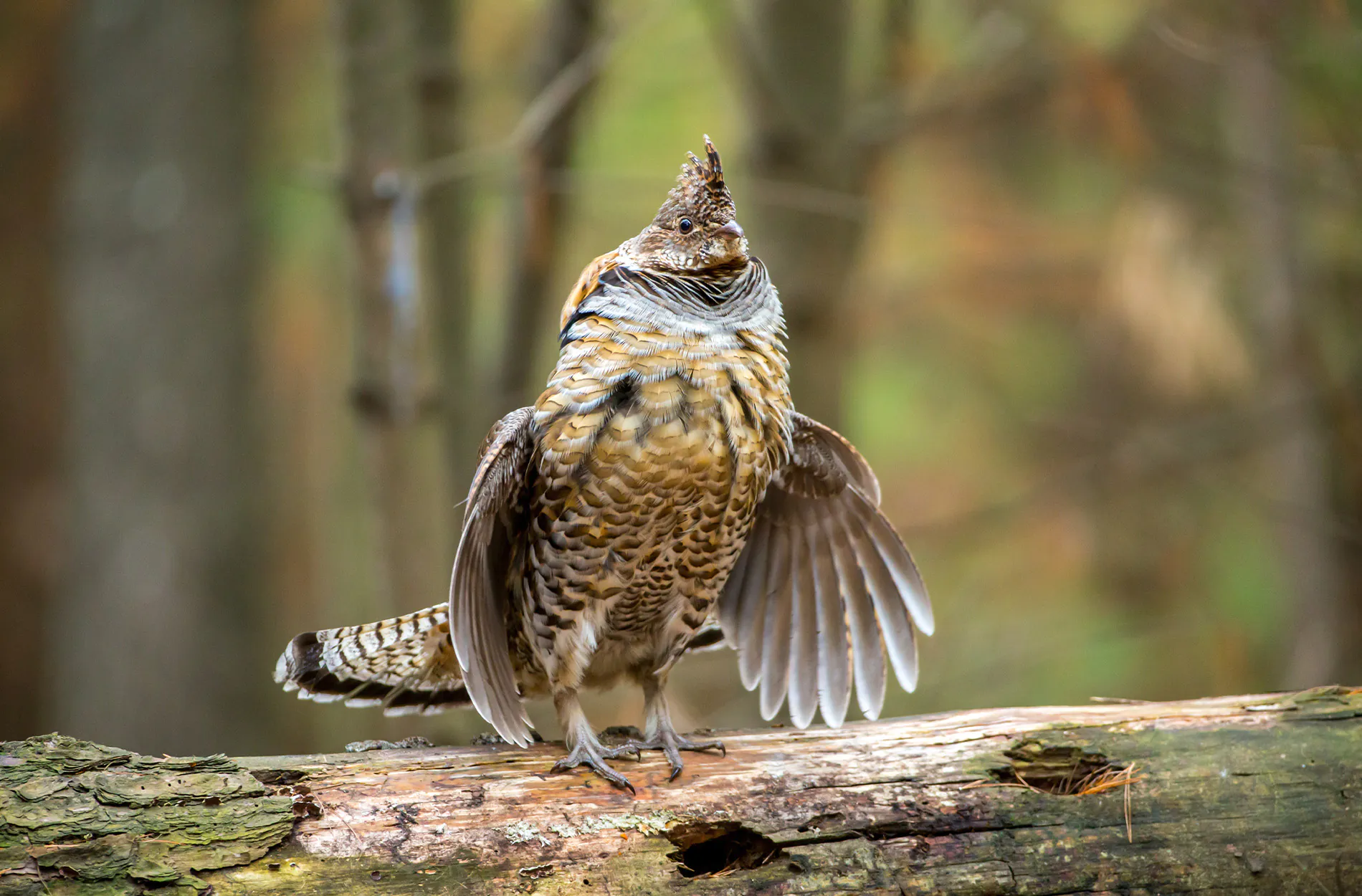 Un tétras en battement des battements dans la forêt.
