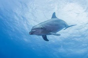 Ce capitaine charter a tiré des dolphins avec des écoliers à bord. Maintenant il va en prison