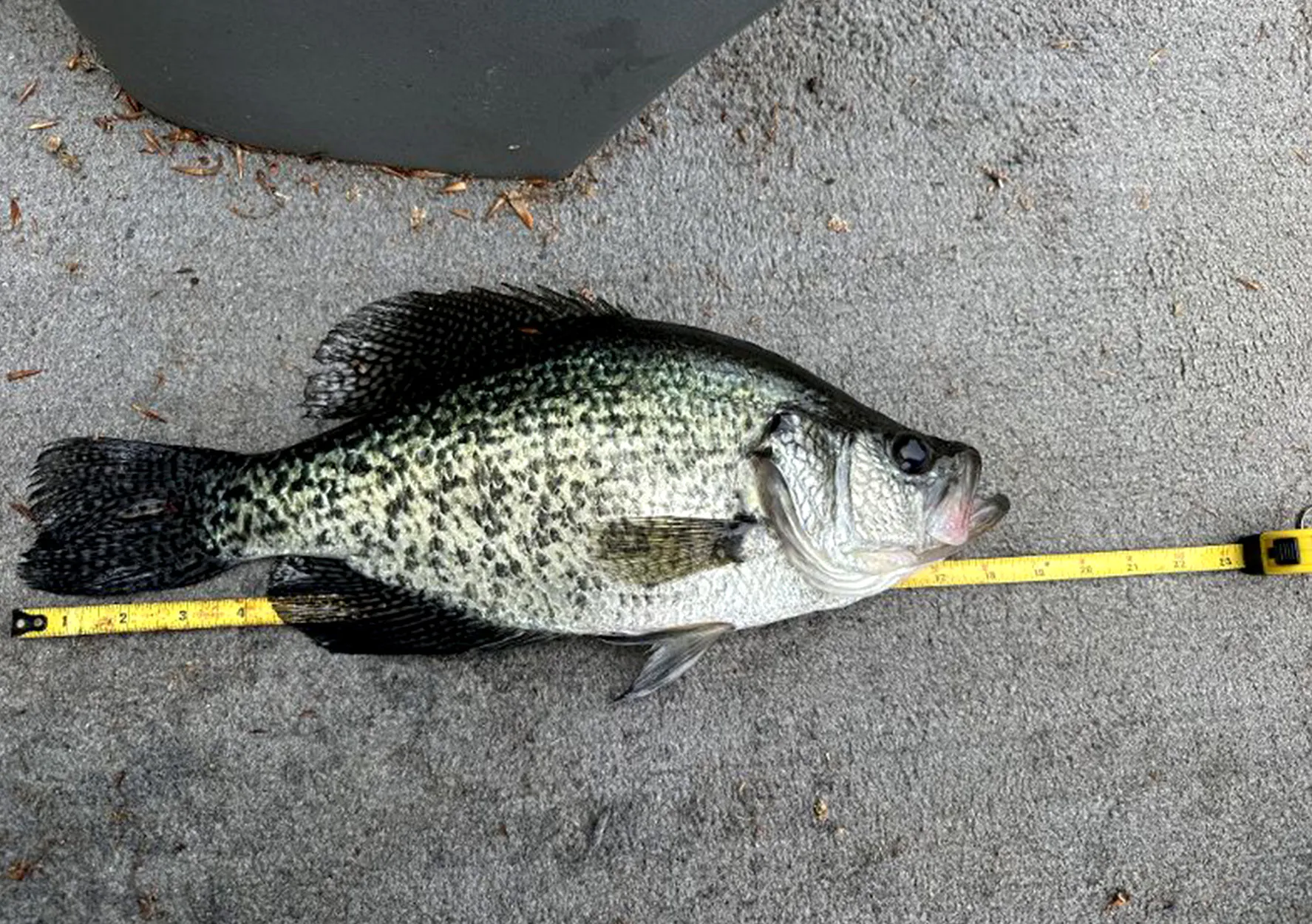 Un crappie noir se glissa sur un ruban à mesurer.