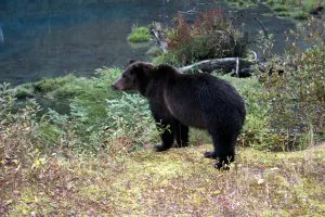 Erreur d'auto-évaluation de l'Idaho Hunter après l'ours