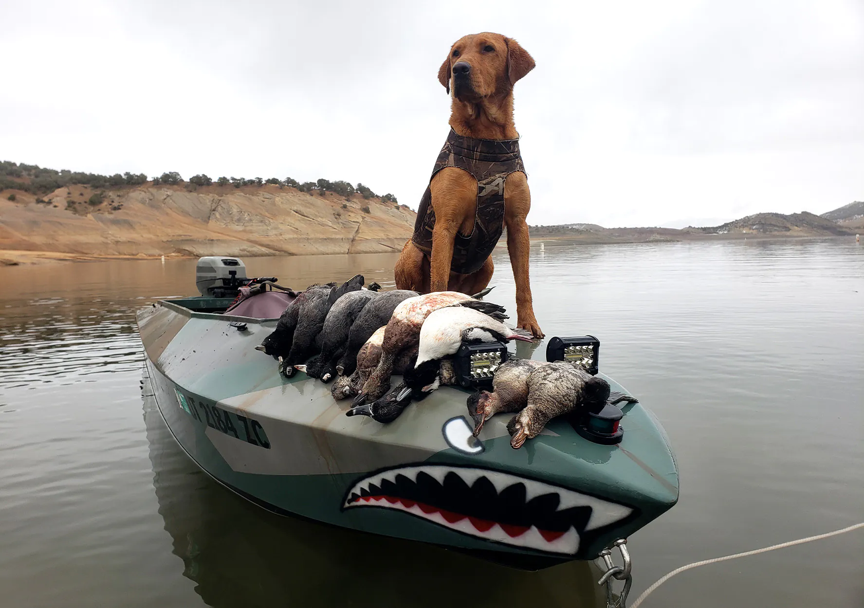 Un Labrador Retriever assis sur un bateau de canard.