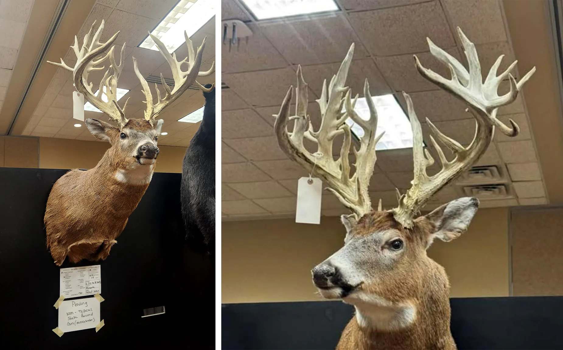 Un support d'épaule exposé lors d'un spectacle en plein air dans le Wisconsin.