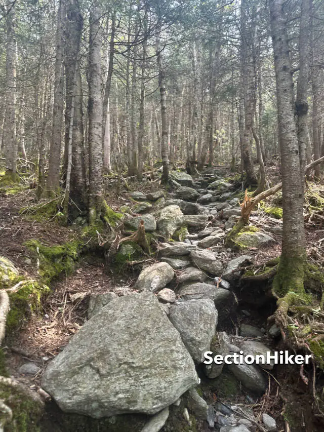 Partie inférieure du sentier Laura Cowles.