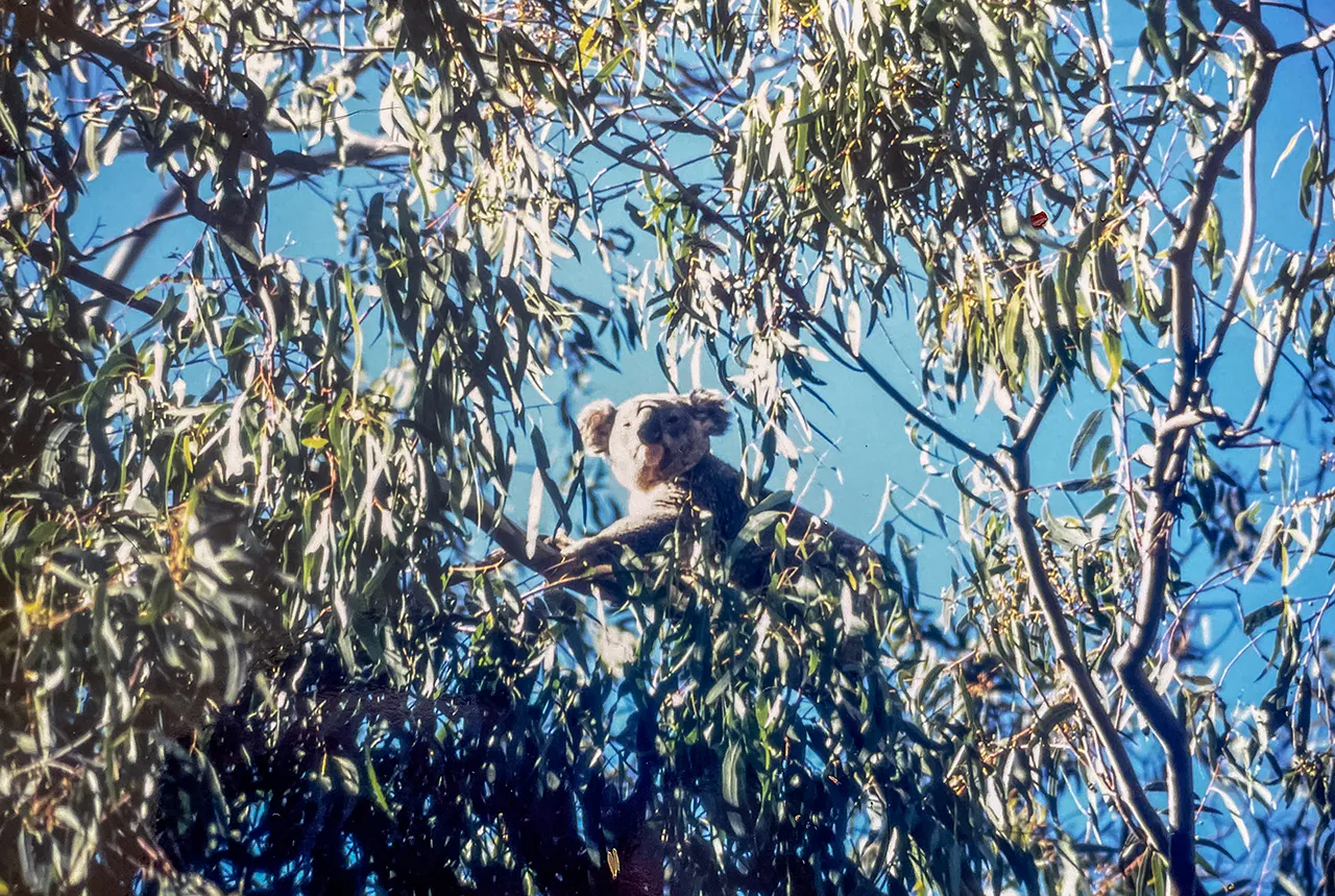 Koala en Australie